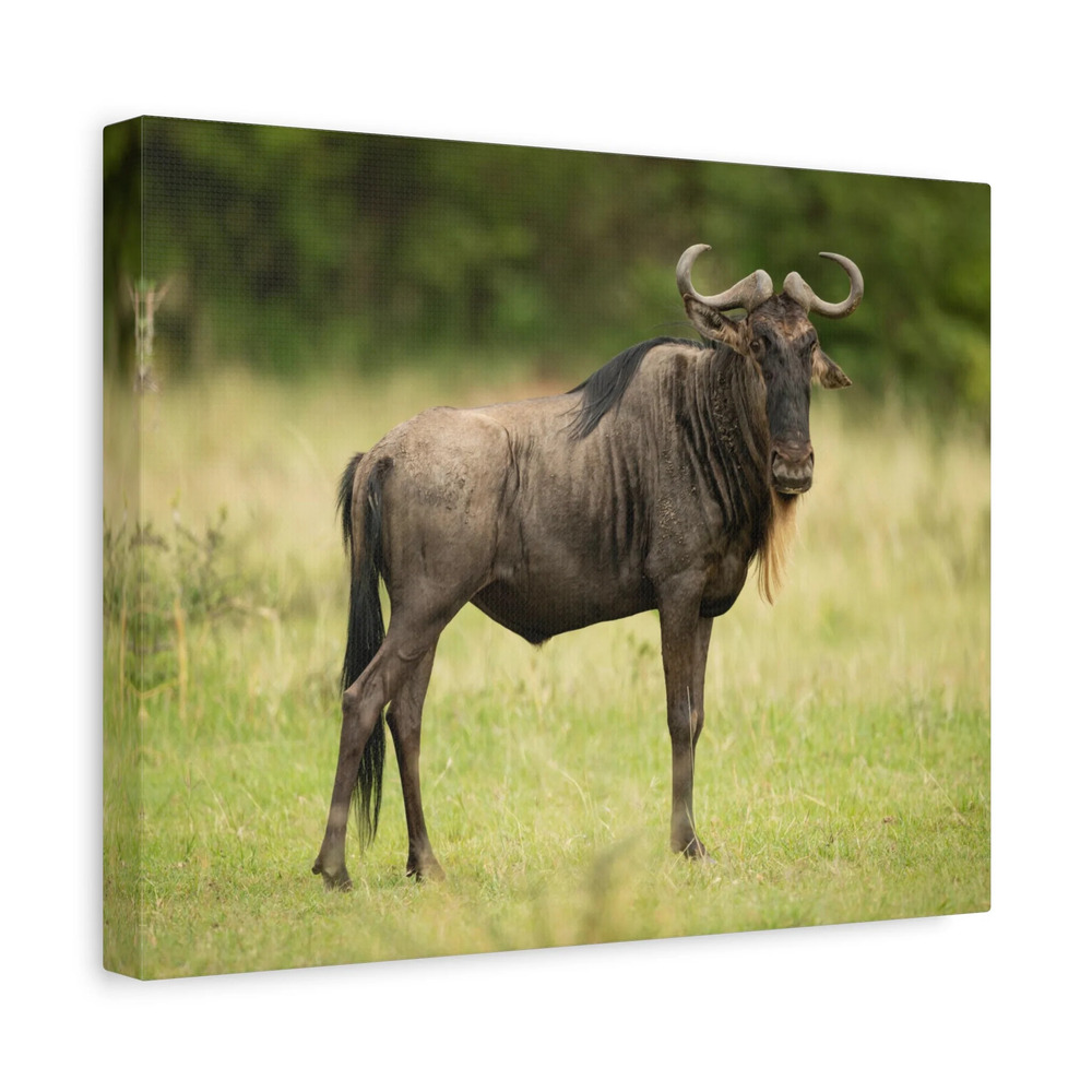 Funny Wildebeest Silly Wildebeest Scene Outdoor Wall Art Ready to Hang